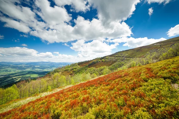 Arbustos de arándanos crecen en las laderas de las montañas Cárpatos . —  Fotos de Stock