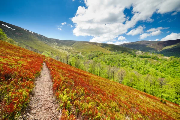 Blueberry struiken groeien op de hellingen van de Karpaten. — Stok fotoğraf