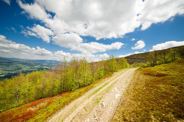 Green flower meadows in the Carpathian mountains — Stock Photo, Image