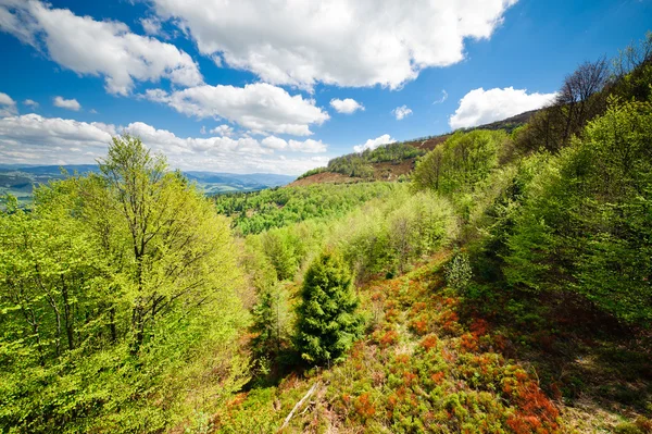 Prados de flores verdes nas montanhas dos Cárpatos — Fotografia de Stock