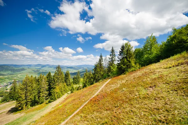 Verdi prati fioriti nelle montagne dei Carpazi — Foto Stock