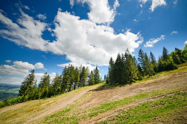 Verdi prati fioriti nelle montagne dei Carpazi — Foto Stock