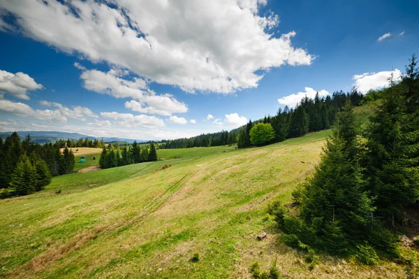 Zelené rozkvetlých luk v Karpatských horách — Stock fotografie