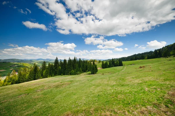 Zelené rozkvetlých luk v Karpatských horách — Stock fotografie