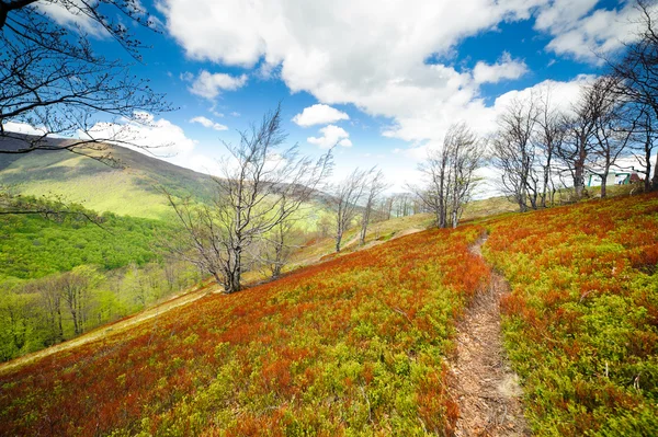 Blueberry bushes grow on the slopes of the Carpathian Mountains. Stock Photo