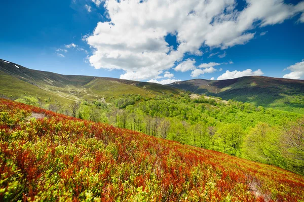 Blueberry bushes grow on the slopes of the Carpathian Mountains. Stock Picture