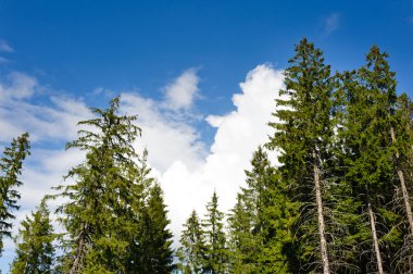 dağlar ve çayırlar güzel manzarasının ormanla kaplı