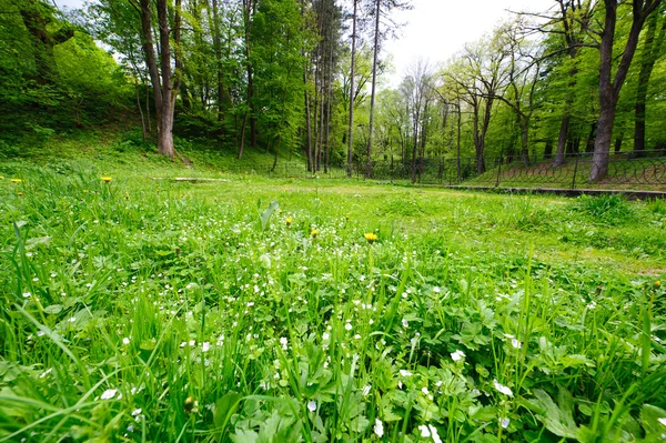 Bella foresta verde in estate — Foto Stock