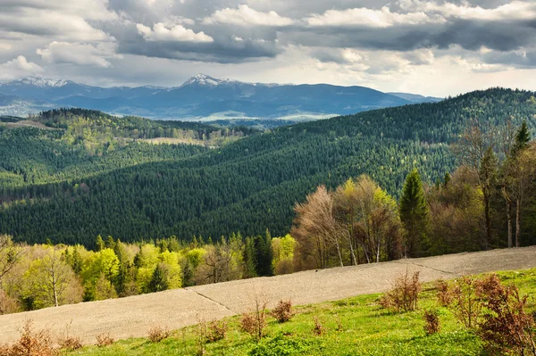 Bella vista sulle montagne e prati coperti di bosco — Foto Stock