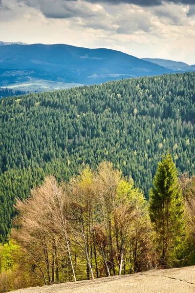 林に覆われた山々 や牧草地の美しい景色 — ストック写真