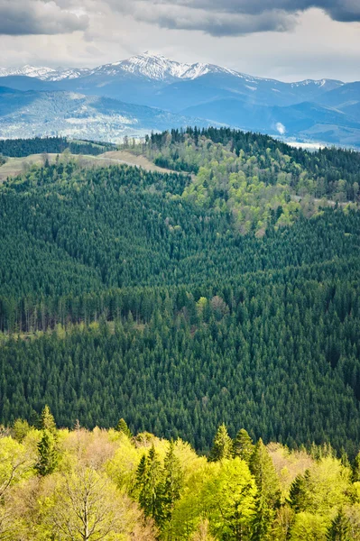 Beautiful view on mountains and meadows covered with forest — Stock Photo, Image