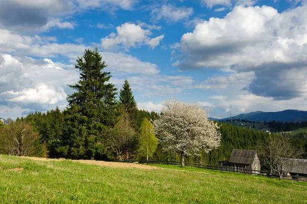 Bella vista sulle montagne e prati coperti di bosco — Foto Stock