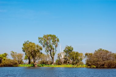 vahşi doğa yakınındaki kakadu Ulusal Parkı, Avustralya