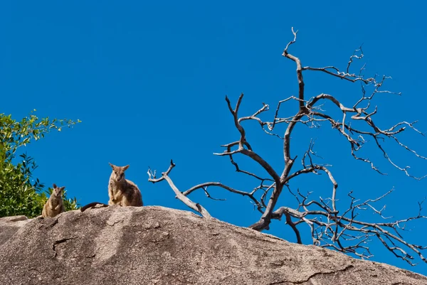 Rock wallaby, Magnetic Island, Australia — Stock Photo, Image