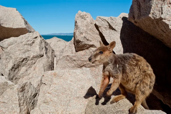 Rock wallaby, magnetic island, Australien — Stockfoto