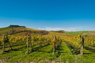 Toskana, chianti vignards