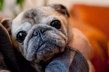 hugs alarak şirin eski pug