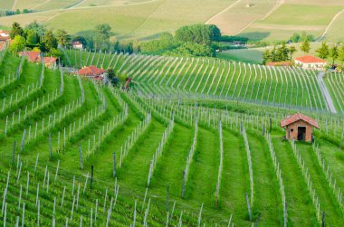 Le langhe, piedmont, İtalya