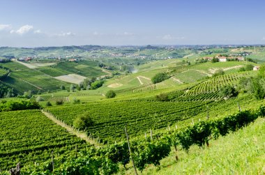 Langhe, Piedmont, İtalya 'daki dağlık şarap bölgesi.