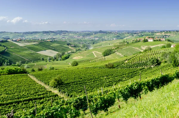 Langhe, kuperat vindistrikt i Piemonte, Italien — Stockfoto