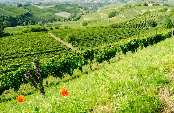 Langhe, kuperat vindistrikt i Piemonte, Italien — Stockfoto