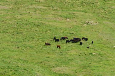 vahşi inek sürüsü