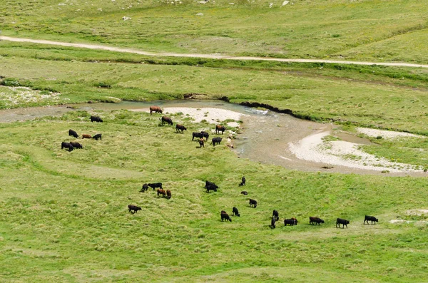 Wilde koeien kudde — Stockfoto