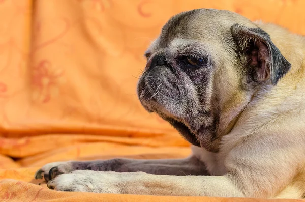 Cute old pug on a couch — Stock Photo, Image