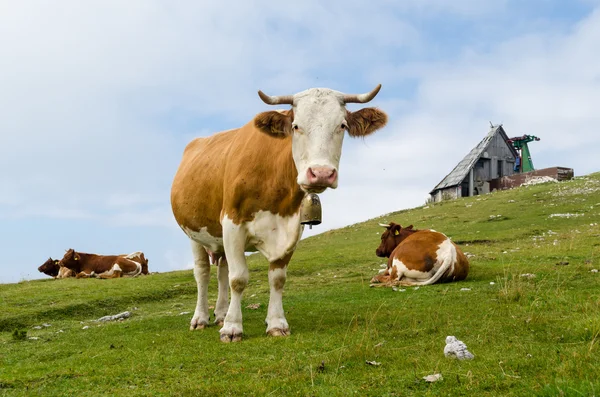 Корова дивиться на тебе — стокове фото