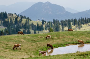 Velika planina, Slovenya