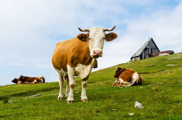 Grappige koe op zoek naar jou — Stockfoto