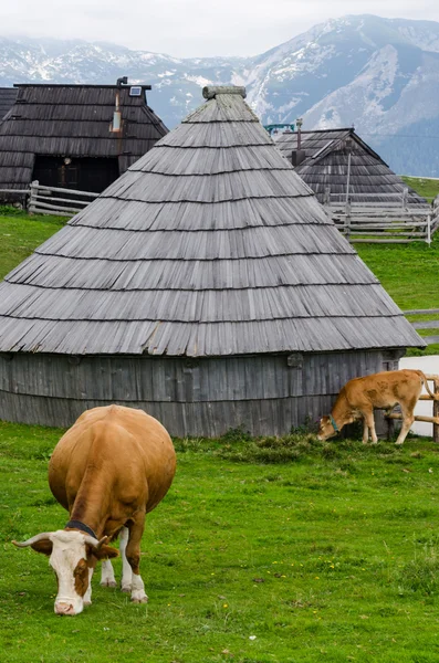 Velika planina, Slovenië — Stockfoto