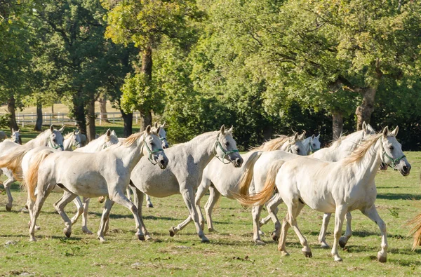 Lipizzan horses — Stock Photo, Image