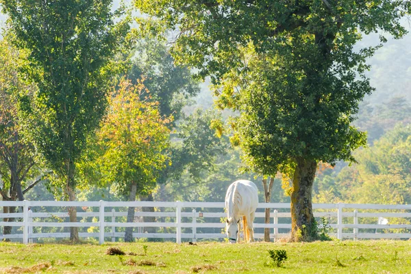 Lippizaner paarden — Stockfoto
