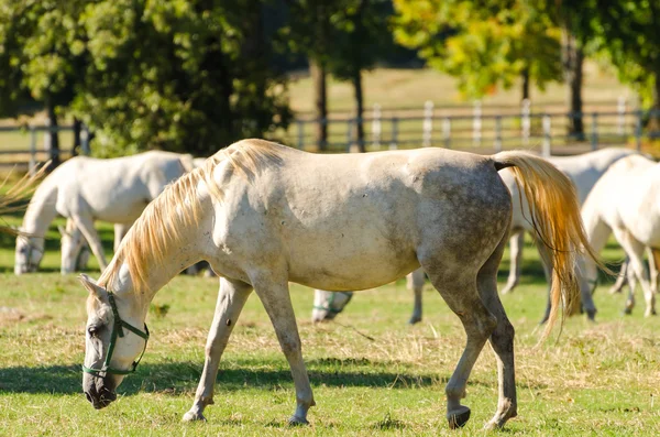 Lippizaner paarden — Stockfoto