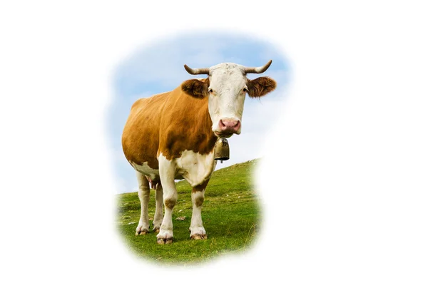 Смешная корова смотрит на тебя — стоковое фото