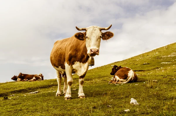 Grappige koe op zoek naar jou — Stockfoto