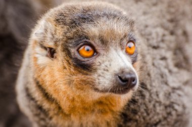 Firavun faresi lemur (Eulemur mongoz)