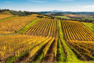 Toskana, chianti vignards