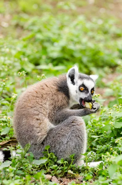 Lemur catta eating — Stock Photo, Image