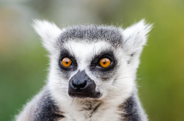 Lemur catta — Stock Photo, Image