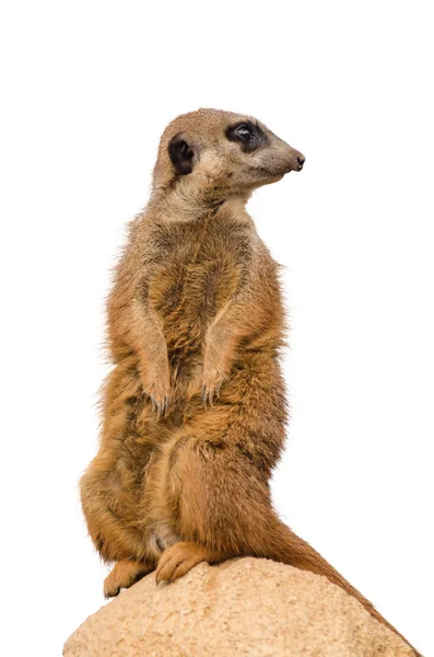Szurikáta (suricate) — Stock Fotó