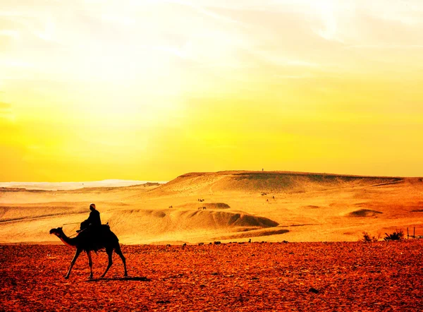 摩洛哥，骆驼在沙漠中 — 图库照片