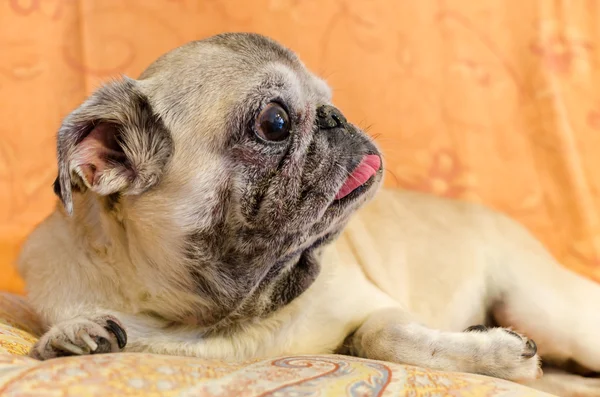 Cute old female pug — Stock Photo, Image