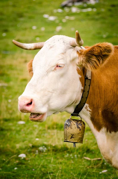 Kráva s žlutou cowbell — Stock fotografie