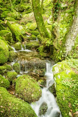 su creek bir ormandaki (valle kaybetmedim, elba Adası)