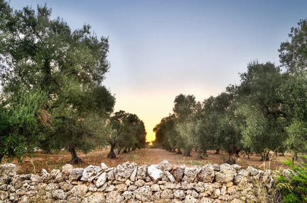 Puglia, Italia, Olivi — Foto Stock