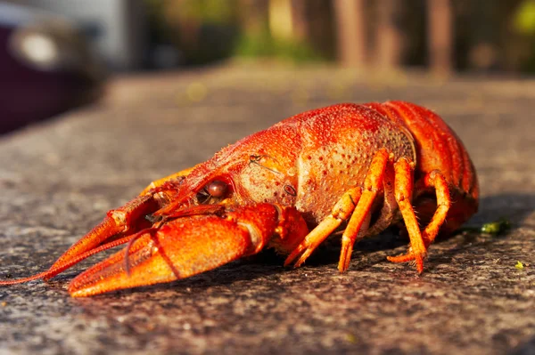 Kırmızı pişmiş kerevit