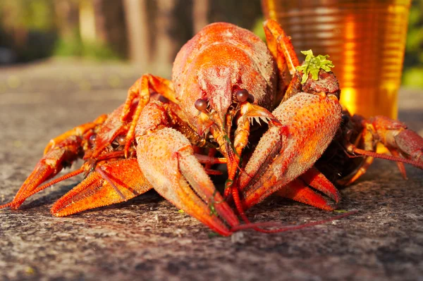 Peixe-lagostim vermelho cozido — Fotografia de Stock