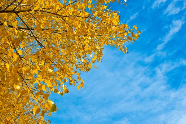 Желтые листья перед небом — стоковое фото